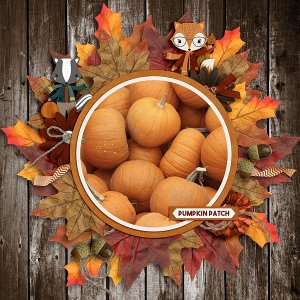 Pumpkin-Patch