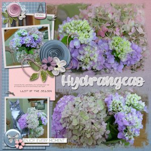 End of Season Hydrangeas