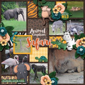 safari