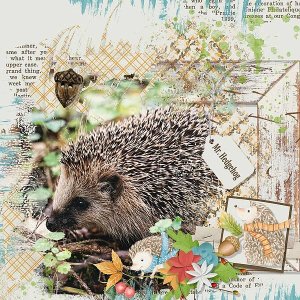 Mr. Hedgehog