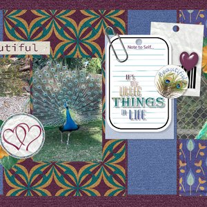 peacocks3