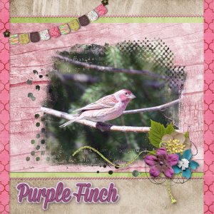 Purple Finch
