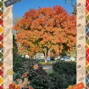fall tree
