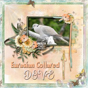 Eurasian_Collared_Dove_small