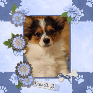 Bennett B