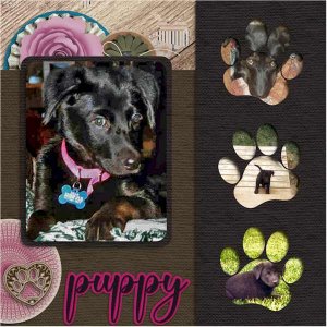 Puppy