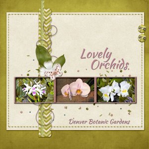 Lovely Orchids
