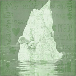 Peaceful Swans