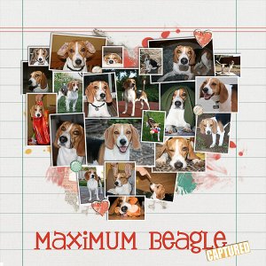 Maximum Beagle