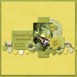 Canadian Tiger Swallowtail