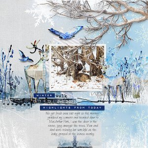 Winter Walk