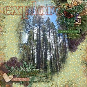 Tetons Forest Walking