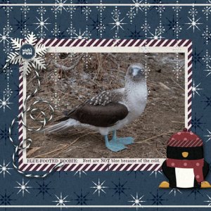 Blue-Footed Boobie