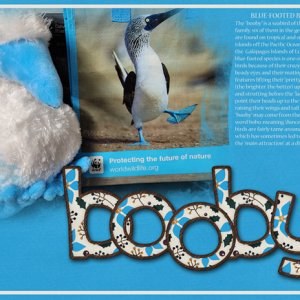 booby