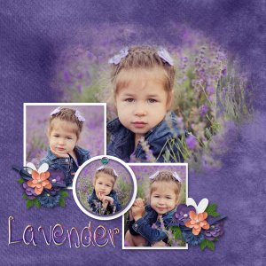 Lavender wishes