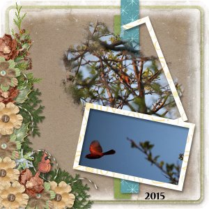 Cardinal_In_Flight