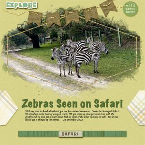 Z is for Zebra