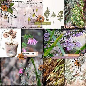 EMERGE