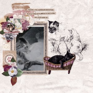 catified