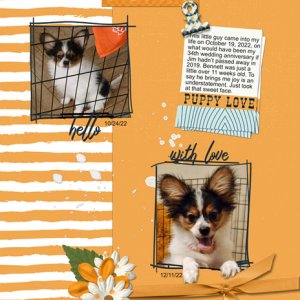 Puppy