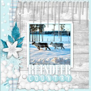 Reindeer-country2