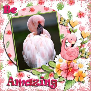 Flamingo