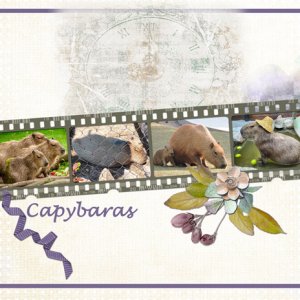 Capybaras