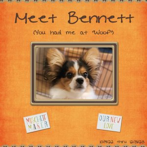 Meet Bennett