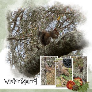 Winter Squirrel