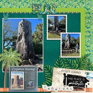 Cypress Stump