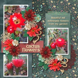 cactus flowers