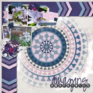 Amazing Agapanthus