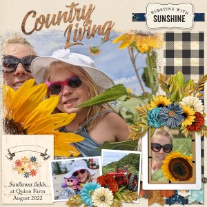 sunflowers