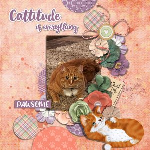 Catitude Is Everything
