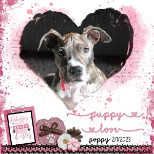 Poppy
