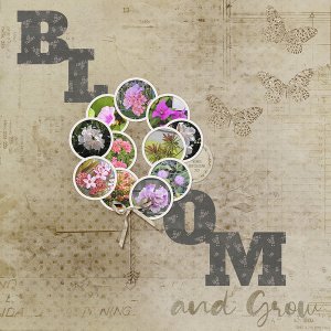 Bloom and Grow