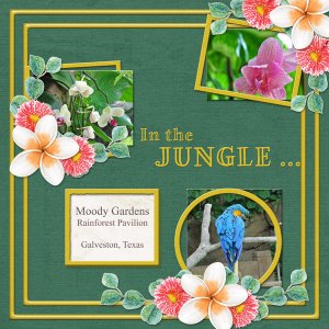 In the Jungle