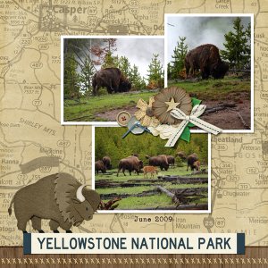 Bison June 2009