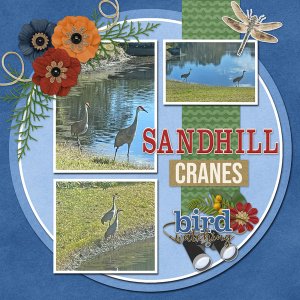 Sandhill Cranes