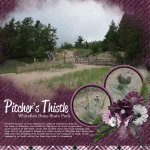 Pitcher's Thistle