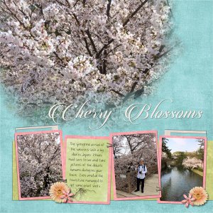 Cherry Blossoms in Japan