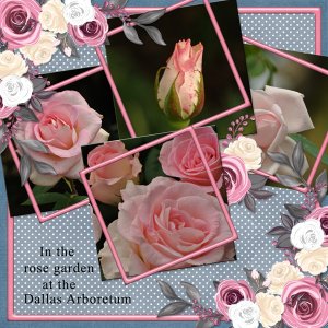 In the Rose Garden at Dallas Arboretum