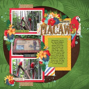 Macaws