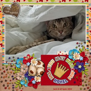 2022 Royal Paw