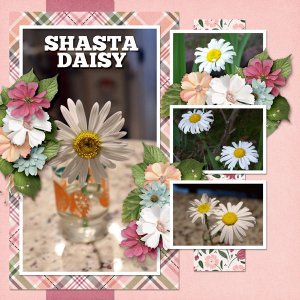 Shasta Daisy