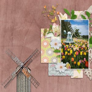 Tulips