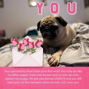 You my Puggy