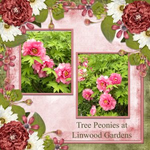 Tree Peonies in Linwood Gardens