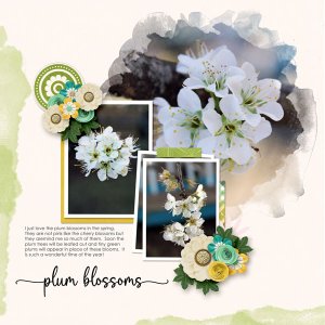 Plum Blossoms