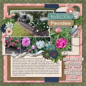 Treasured Heirloom Peonies